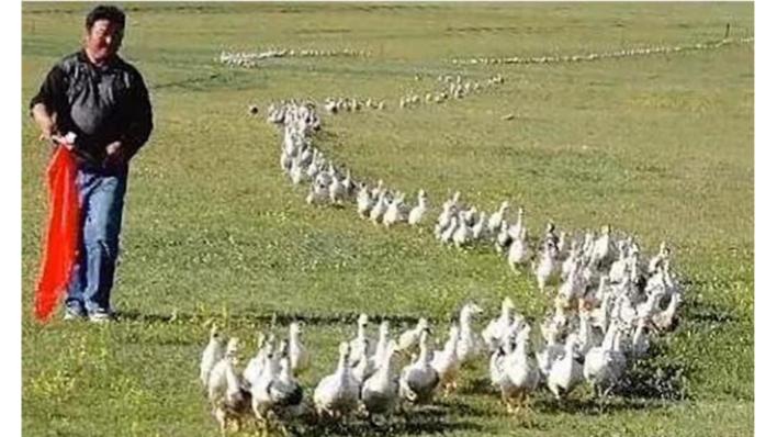 灭蝗虫鸭子厉害还是鸡厉害,油炸蝗虫为什么不能消灭