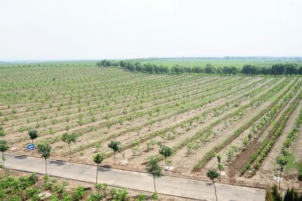 核桃全身都是宝,核桃全身是宝有什么作用