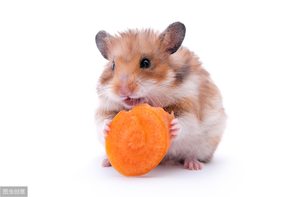 家有宝宝适合养什么宠物,该不该给宝宝养宠物呢