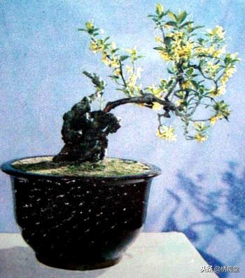 丛林式盆景欣赏,盆景欣赏及制作