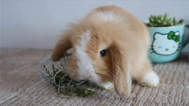 兔子最简单分雌雄图片,15天兔子雌雄对照图