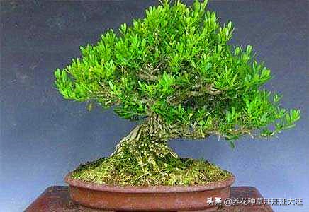 黄杨树耐热耐寒吗,珍珠黄杨的盆景造型