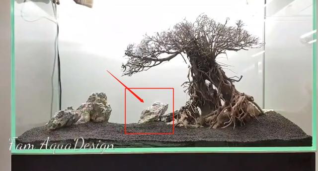 莫斯树到底好不好,莫斯树是什么