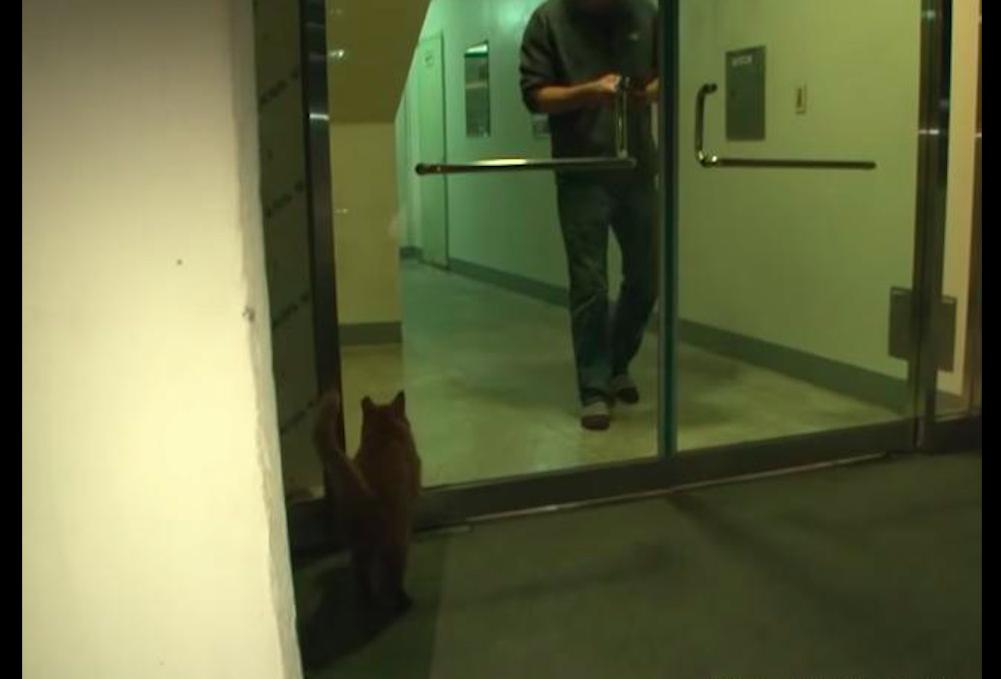 老爷爷去世猫咪也去世,老人去世后猫咪含泪随主人而去