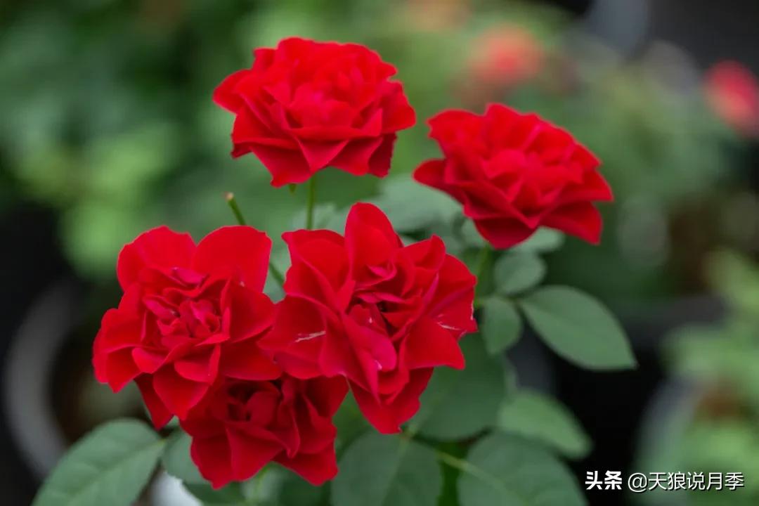 天狼自育抗病强品种,天狼自育浓香品种