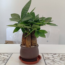 发财树叶子出现斑点是怎么回事,发财树叶子白色斑点怎么解决