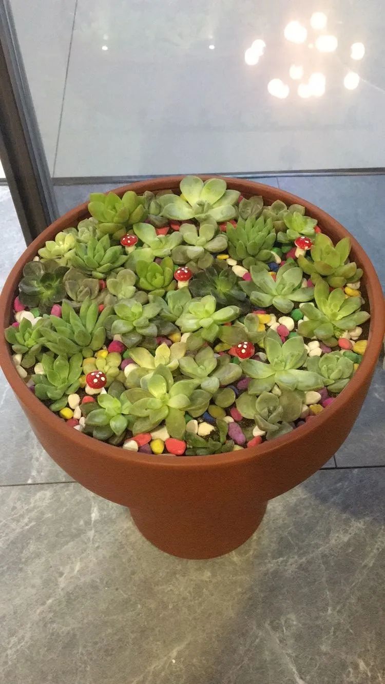 多肉新年寄语,养多肉七八年用心沉淀静待花开