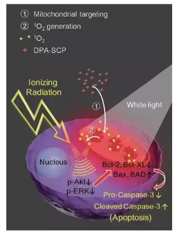 纳米技术治疗癌症优势和弊端,纳米技术在癌症诊断中的应用论文