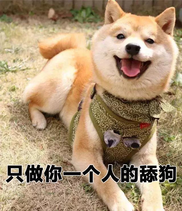 狗子偷偷亲我的第N次，难道不是真爱吗？