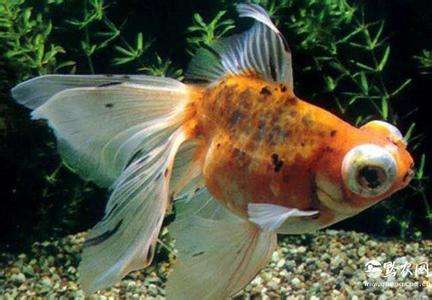 哪个品种的金鱼最漂亮最好看,传统金鱼国粹金鱼