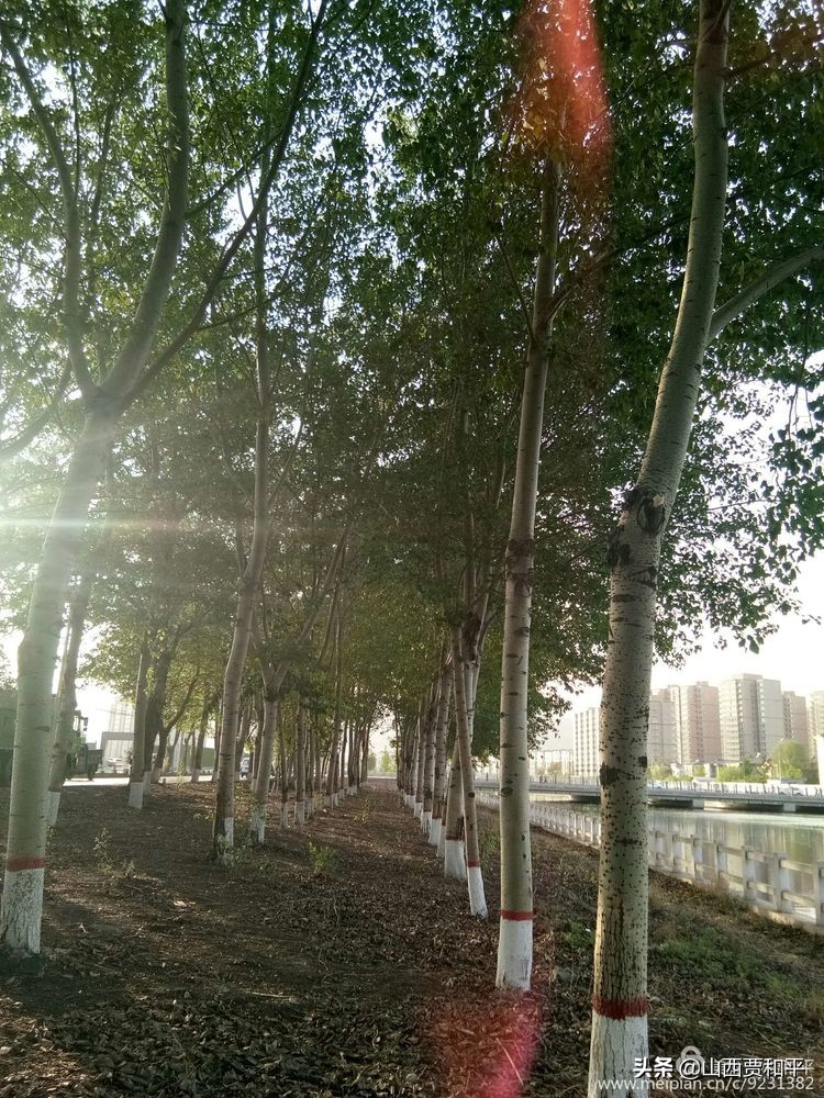 清风徐来水波不兴边款,清风徐来水波不兴图