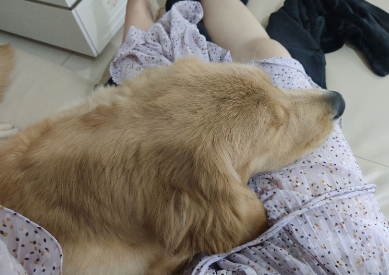 金毛犬忠诚到什么程度,金毛犬的魅力有多可怕