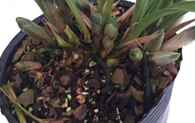 花生壳可以直接垫君子兰花盆底吗,君子兰换盆可以掺入一些鸡蛋壳吗