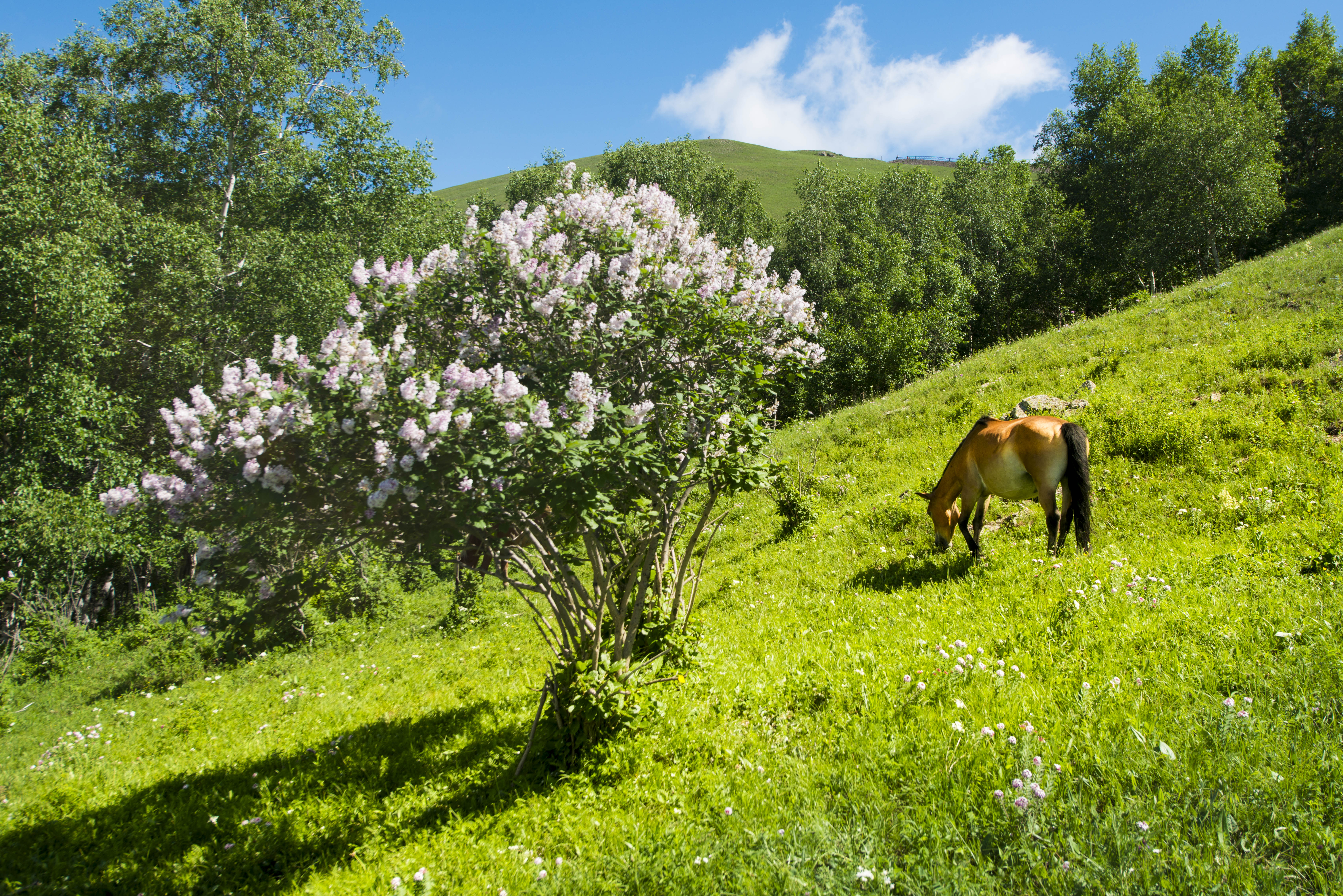 京北第一天路千松坝森林公园,京北第一草原景区和千松坝