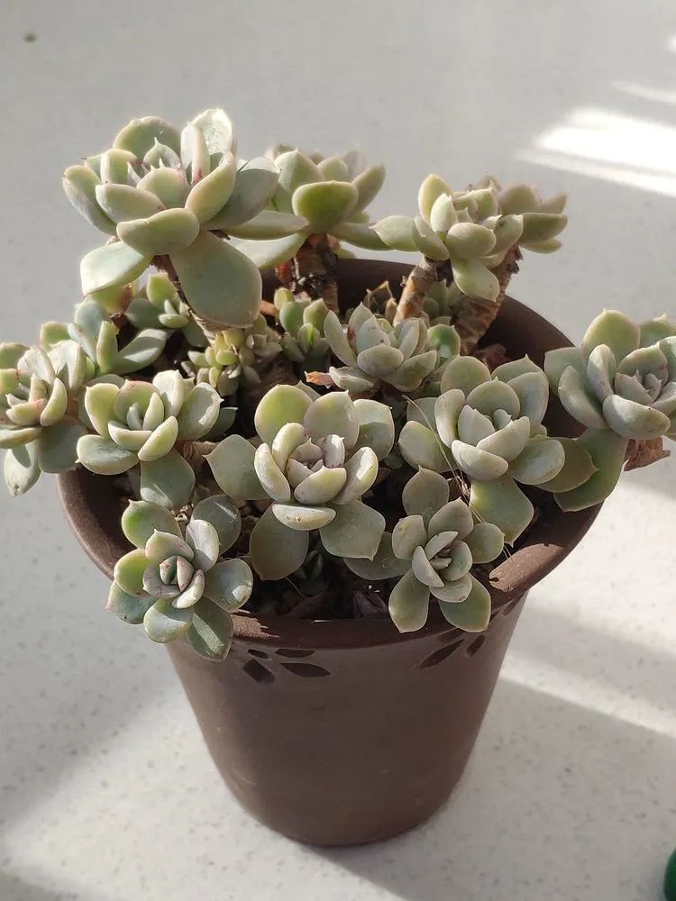 每一棵多肉都承载了一段时光,每一棵多肉都是独一无二