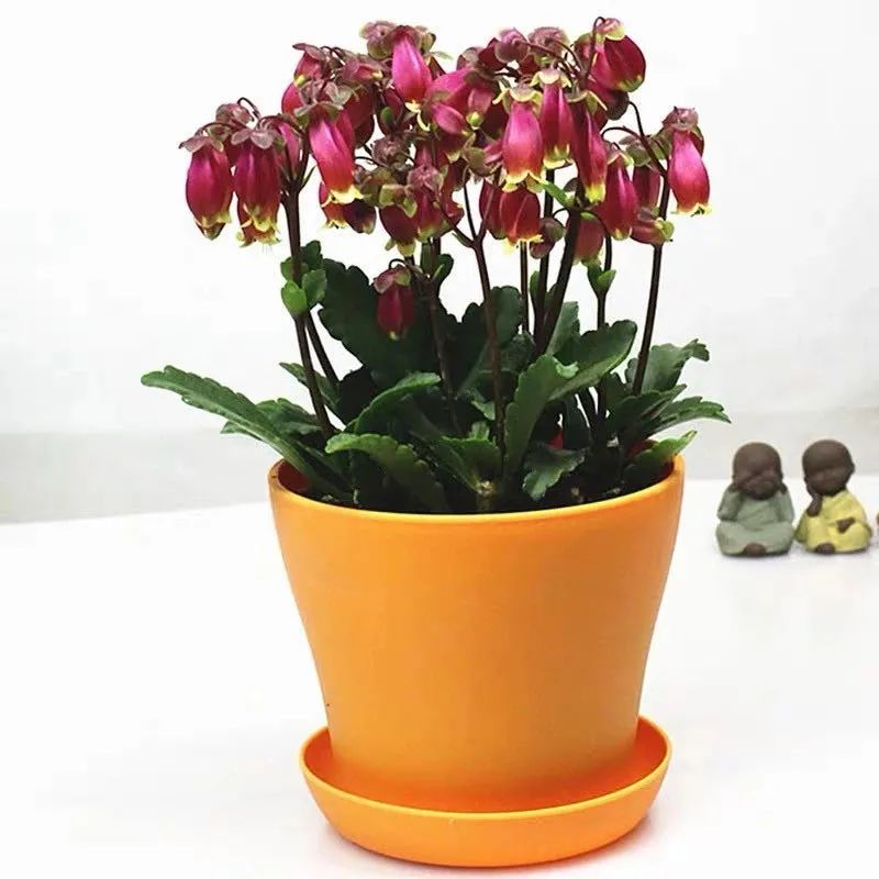 像红灯笼一样的小宫灯长寿花,在家养灯笼花盆栽