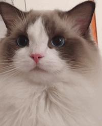 人的脚气会传染猫癣吗,脚气对猫的危害