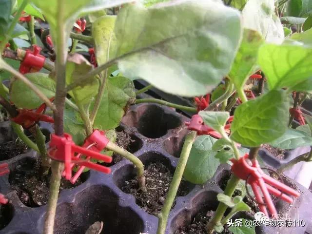 种茄子的六个步骤简短文字,种茄子的基本知识