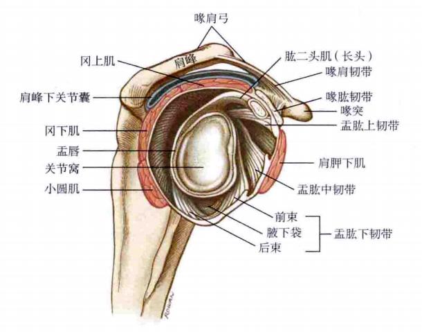 让你不再“肩”熬——肩峰下撞击综合征全攻略