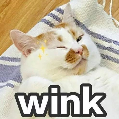 把一只小猫养大会很有感情吗,把一只小猫养大