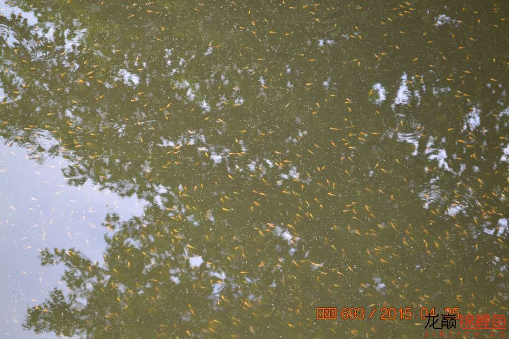 锦鲤苗成长,日本锦鲤水花苗成长