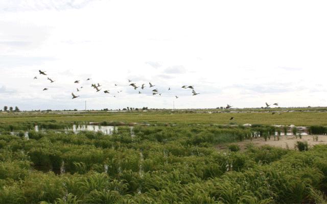 他远离污染，耗时6年扎根纯净沙漠种大米，值得吗？