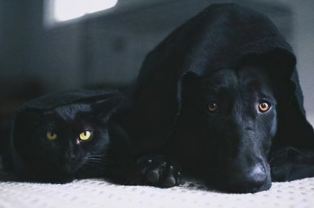 为什么有人说养狗的人越来越多,养狗的人注意了这几点必须知道