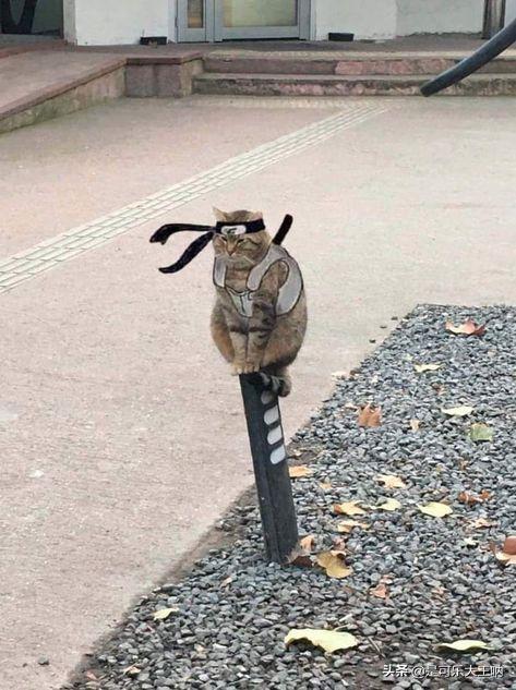 「沙雕图」垂死“棺”中惊坐起，打牌竟然不叫我