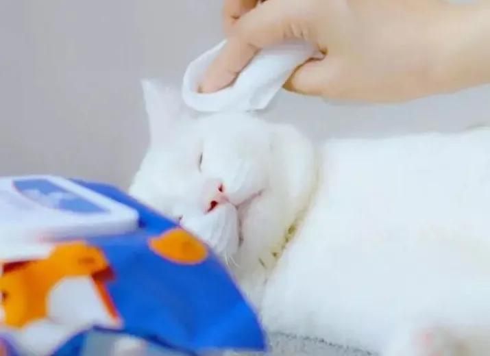 解答宠物问题,关于宠物的问题和答案大全