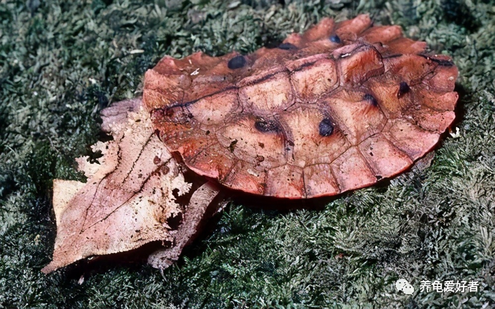 养龟水一天就发臭怎么回事呢,养龟缸一天不换水就臭了