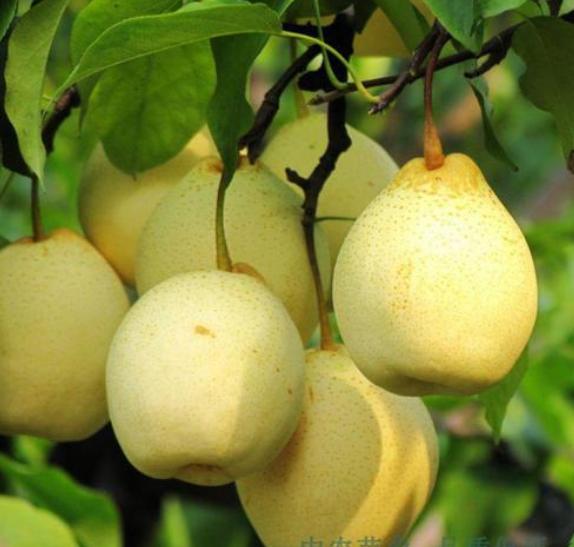 梨树的花期管理,秋月梨树花期管理