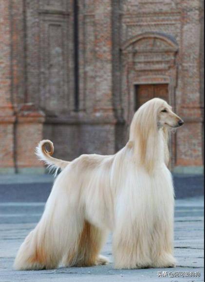 阿富汗猎犬为什么智商最低,阿富汗猎犬为什么智商低