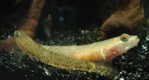 泾县旅游景点漂流,泾县旅游景点民宿