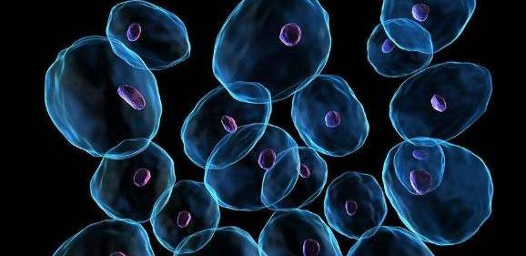 在减脂的人吃什么蛋白粉,普通健身爱好者需要很多补剂