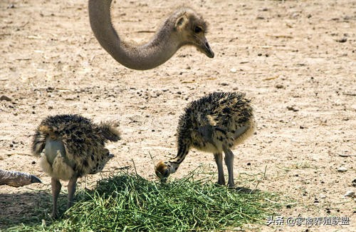 鸵鸟吃什么食物生长快,鸵鸟吃什么饲料添加剂