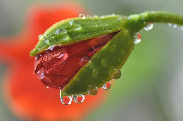 毕业季的凤凰花和栀子花,毕业季凤凰花开的时候