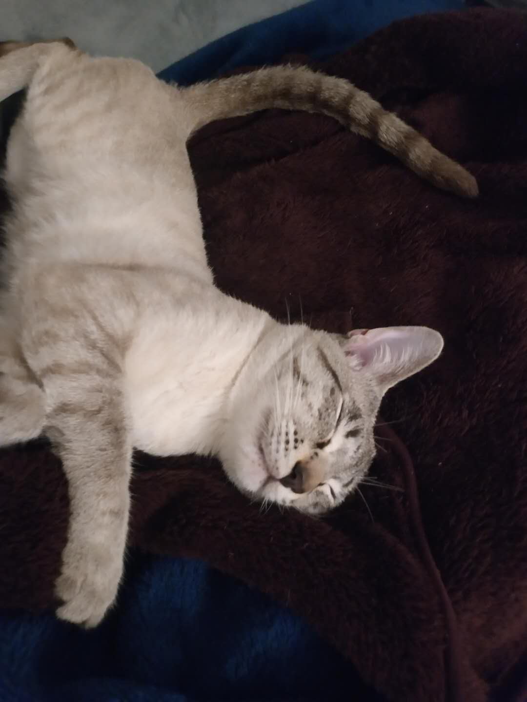 挑选猫粮成分表,挑猫粮方法