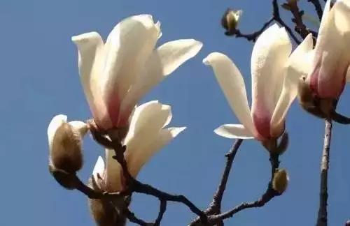 以桂花为市花的城市有哪些,中国每个城市的市花是什么