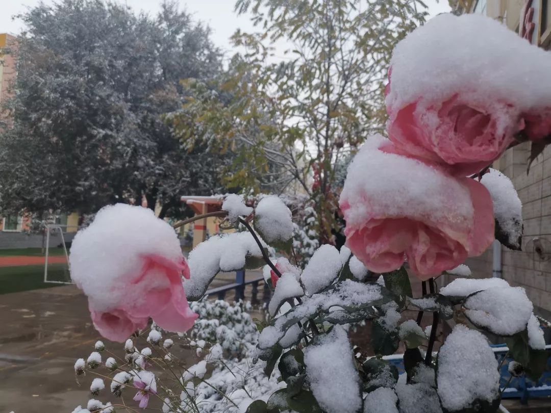 美丽校园我的家完整版,美丽校园我的家