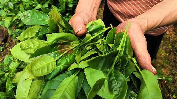 永春佛手茶对比铁观音,永春佛手茶和铁观音茶的区别