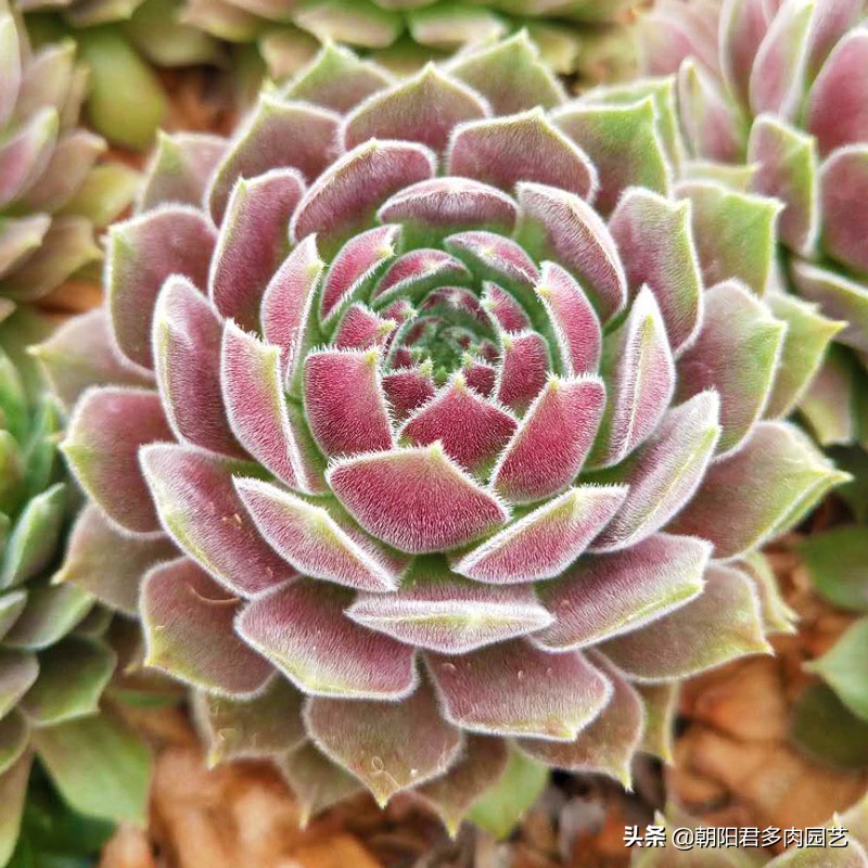 观音莲怎么养才肥,观音莲施肥用什么肥料好