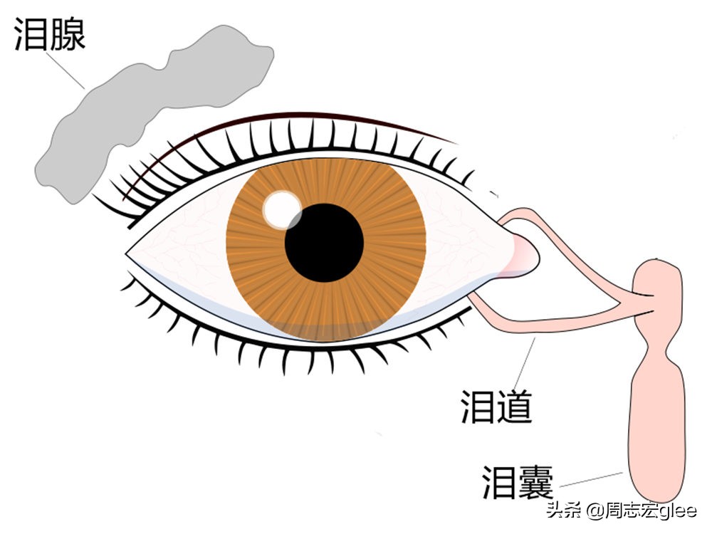 切洋葱怎样避免泪流满面,切洋葱怎么才能不流泪
