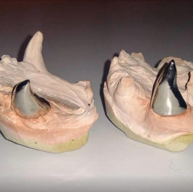 狗狗牙齿磨损,狗狗牙齿损坏会恢复么