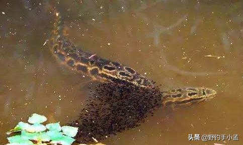 野河路亚钓黑鱼绝密技巧,藕塘路亚黑鱼的钓法和技术