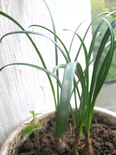 灵魂摆渡曼珠沙华的结局,灵魂摆渡的旁白曼珠沙华