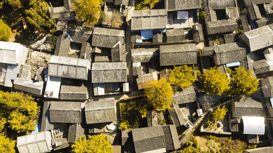 遇见腾冲，银杏叶飘洒，落在贝奇野菜瓶上，不添加的自然