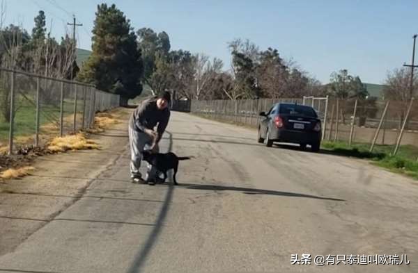路边被主人遗弃的狗,流浪狗被投喂后跟车狂追后续
