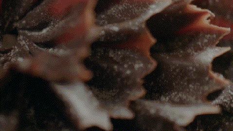 什么什么生巧,生巧里面都是巧克力吗