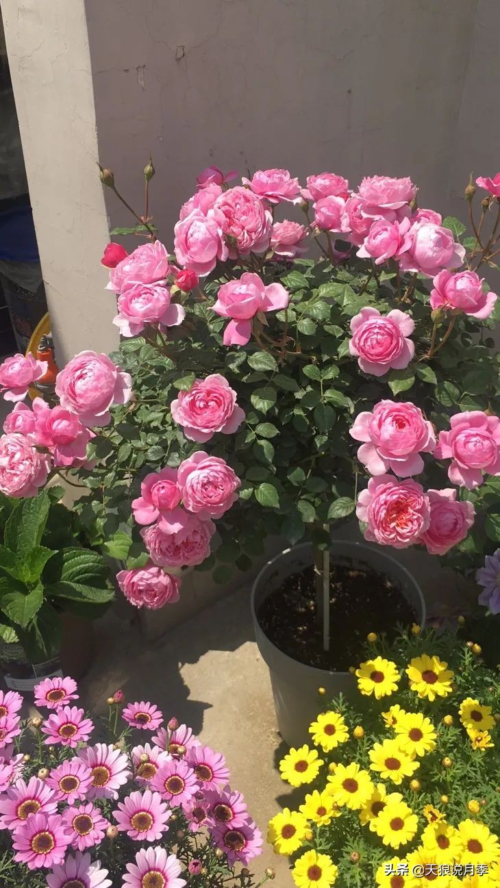 花友家的春花都开爆爆爆了，快来云赏花！（上）