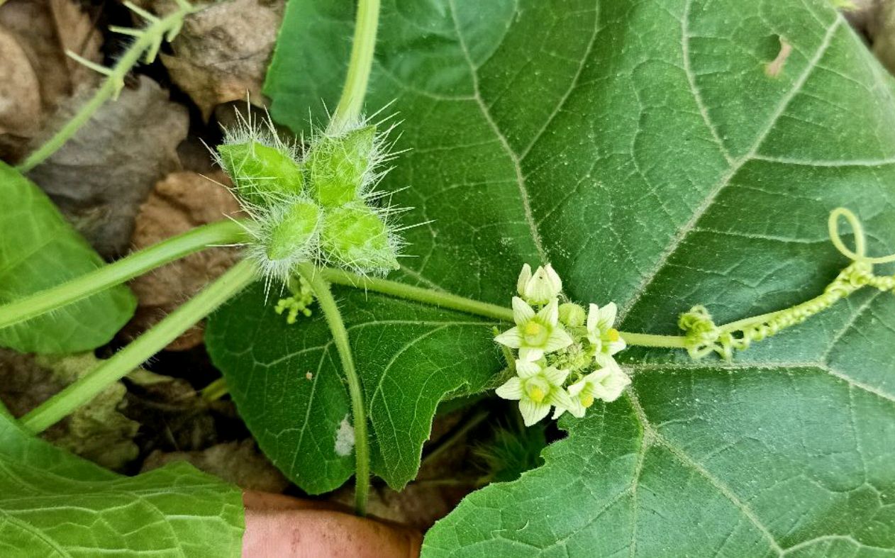 38种常见入侵植物花朵,38种疯狂的入侵植物